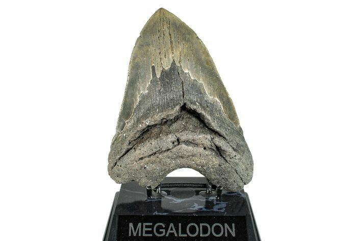Serrated, Fossil Megalodon Tooth - Huge NC Meg #274756